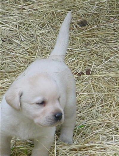 Labrador Retriever Puppies in FL