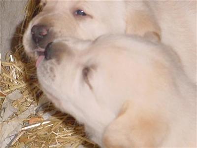 Labrador Retriever Puppies in FL