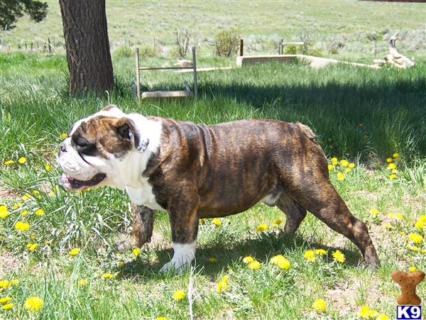 Stud Dogs - English Bulldog