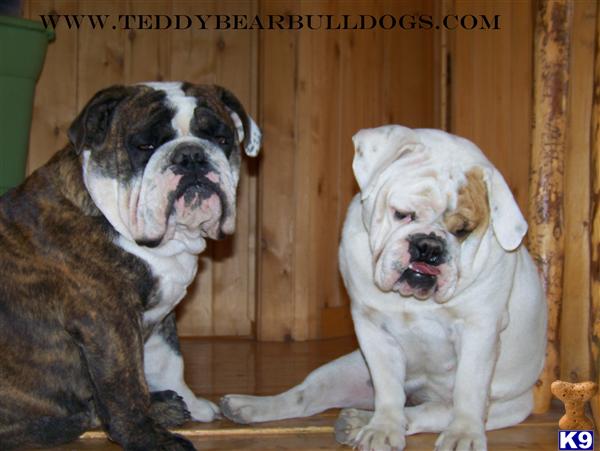 English Bulldog Puppies
