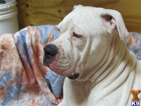 American Bulldog Puppies in FL