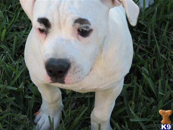 American Bulldog Puppies