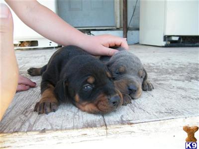 Doberman Pinscher Puppies for Sale
