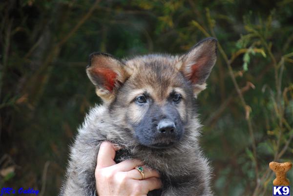 German Shepherd Puppies in FL