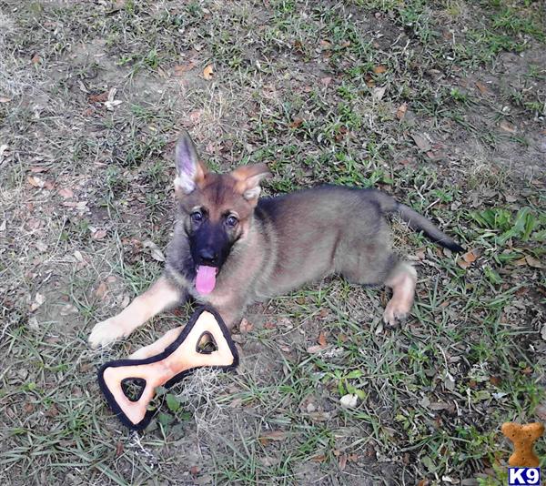 German Shepherd Puppies in FL