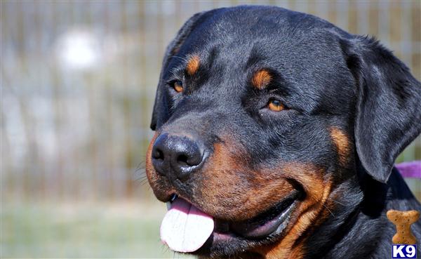 Dogs - Rottweiler