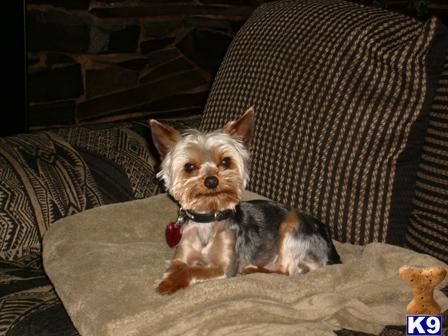 Dogs - Yorkshire Terrier