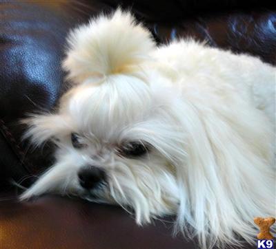 Stud Dogs - Maltese