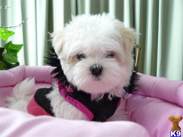 Maltese Puppies in WA