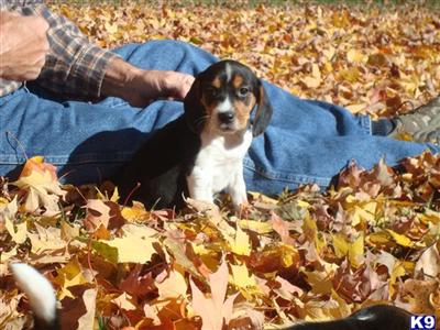 Puppies in KS
