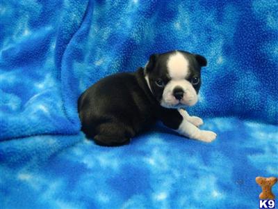 Puppies in KS