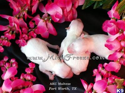 Stud Dogs - Maltese