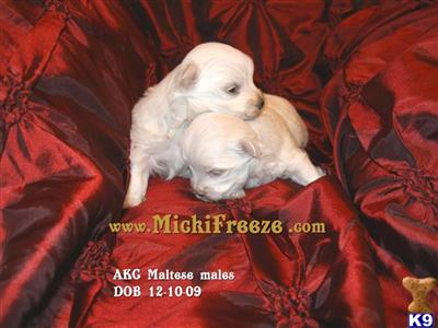 Maltese Puppies in TX