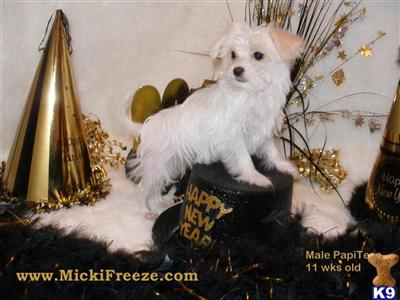 Puppies in Fort worth