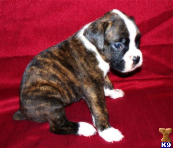 boxer puppies for sale tx boxer for stud boxer for sale in dallas tx 3453420325 breeds picture boxer puppies for sale tx boxer for stud boxer for sale in dallas tx 3453420325 breeds picture