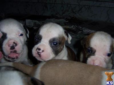 Puppies in IN