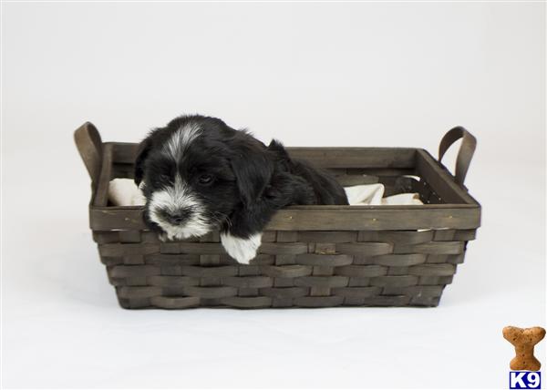 Puppies in CA