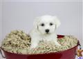 Coton De Tulear