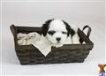 Coton De Tulear