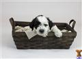 Coton De Tulear