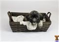 Coton De Tulear