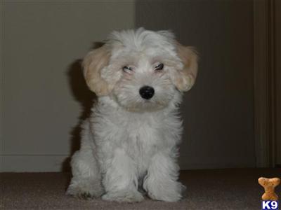 Coton De Tulear Puppies for Sale