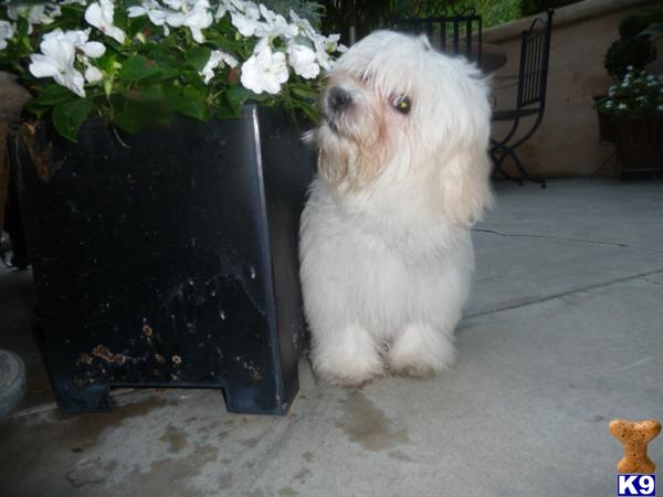 Puppies in CA