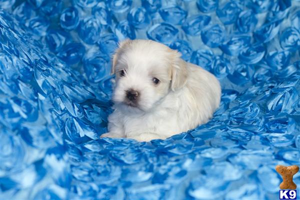 Hypoallergenic Dogs