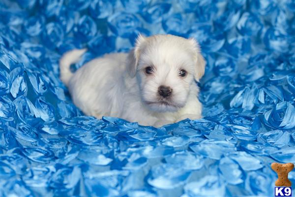 Hypoallergenic Dogs