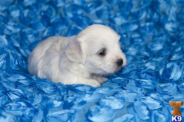 Hypoallergenic Dogs