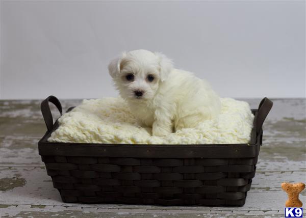 Puppies in CA
