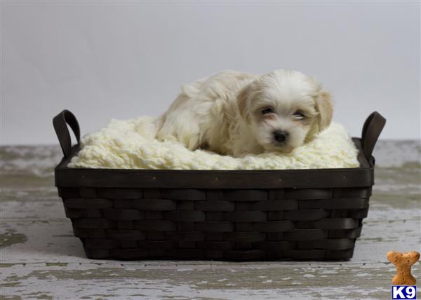 Puppies in CA