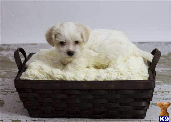 Puppies in CA
