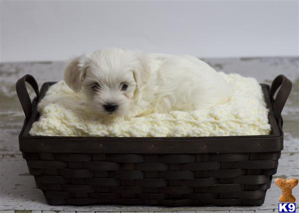 Puppies in CA