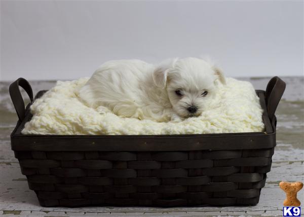 Puppies in CA