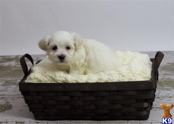 Puppies in CA