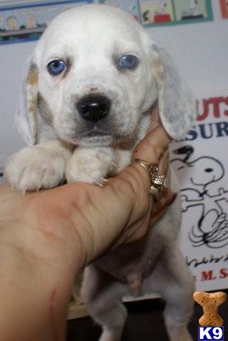 Beagle Puppies for Sale