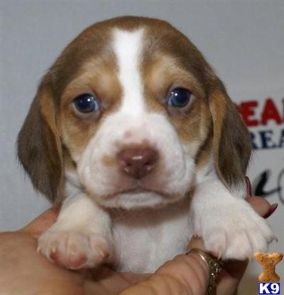Beagle Puppies for Sale