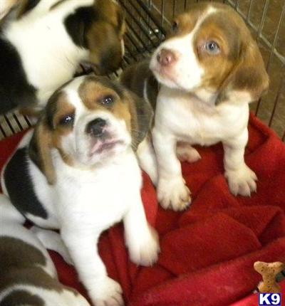 Beagle Puppies in IL