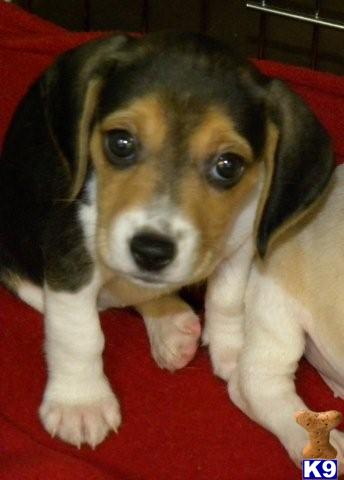 Beagle Puppies in IL