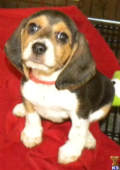 Beagle Puppies in IL