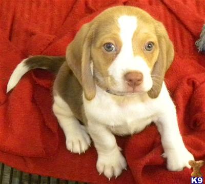 Beagle Puppies in IL