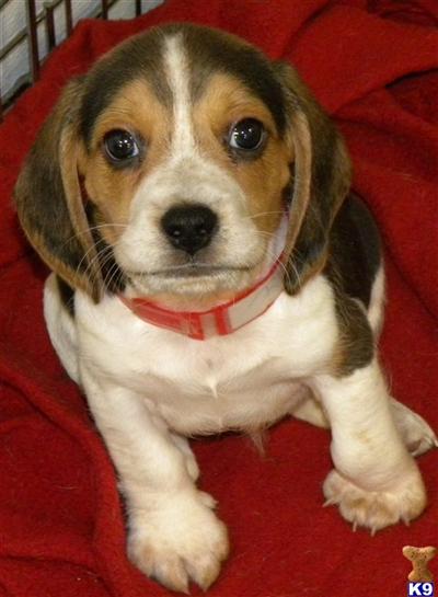Beagle Puppies in IL