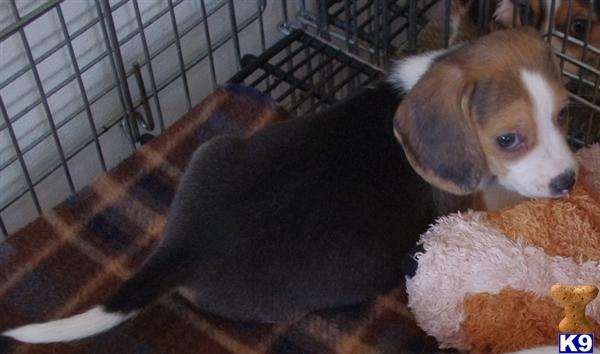 Beagle Puppies Beagles Puppies For Sale. Beagle Puppies