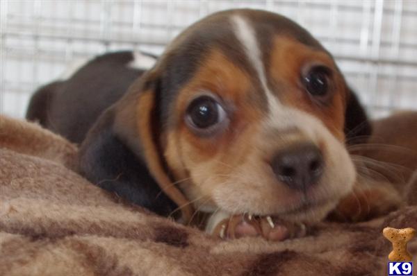 Beagle Puppies in IL