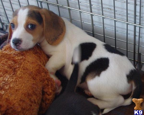 Beagle Puppies in IL