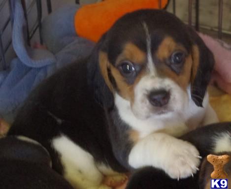 Beagle Puppies in IL