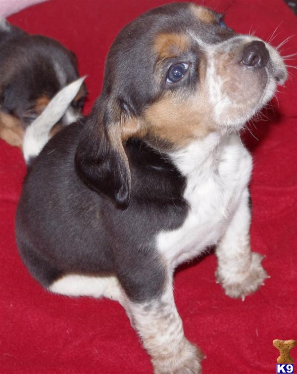 Beagle Puppies in IL