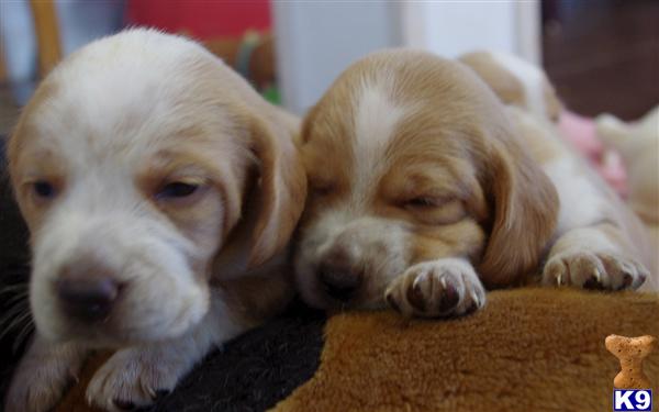 Beagle Puppies in IL