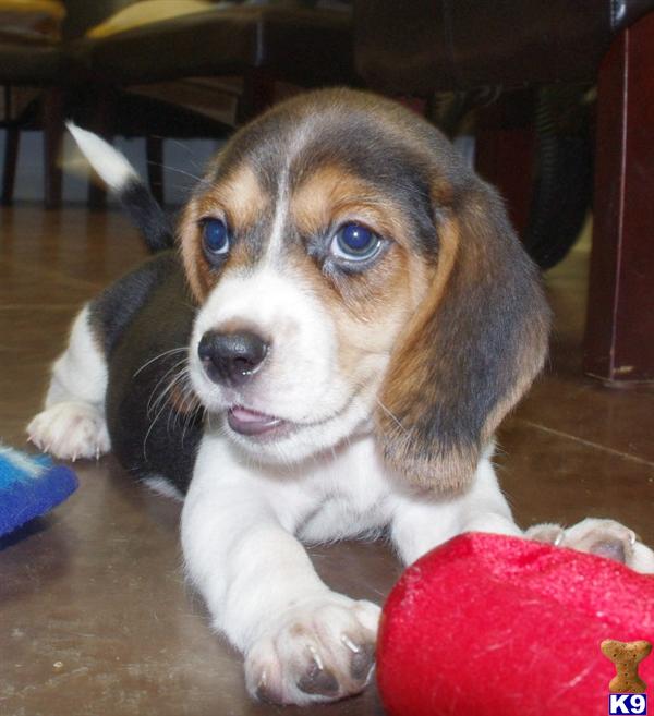 Beagle Puppies in IL